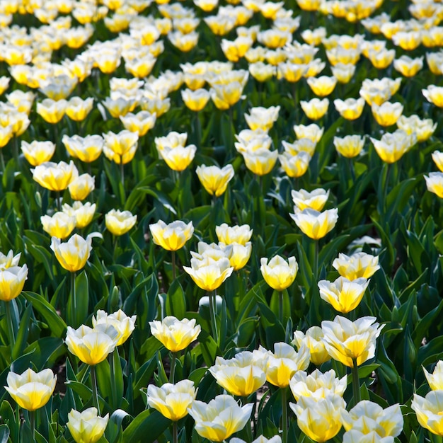 Cultivo de Darwin Hybrid Tulip Jaap Groot: bicolor amarillo y blanco, grupo perenne