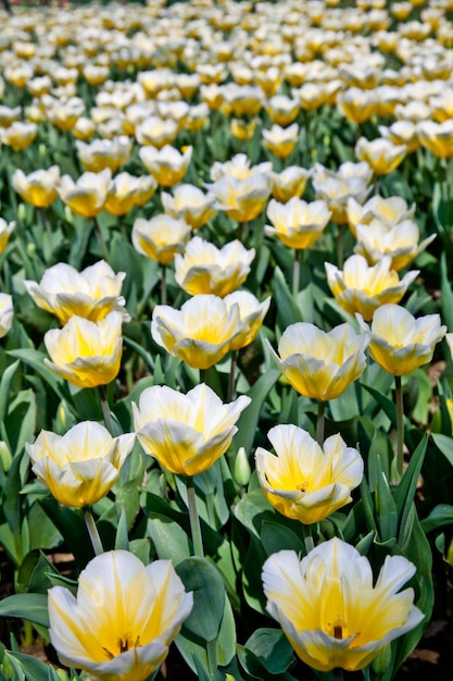 Cultivo de Darwin Hybrid Tulip Jaap Groot: bicolor amarillo y blanco, grupo perenne