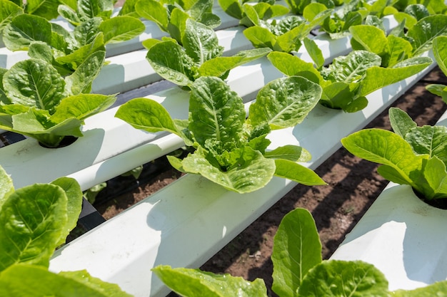 Cultivo de alface verde em tecnologia hidropônica