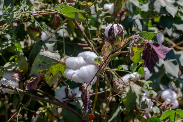 Cultivo de algodão em um campo em um dia ensolarado de outono Grécia Macedônia Central