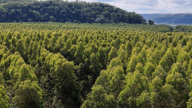 Cultivo de árvores de eucalipto