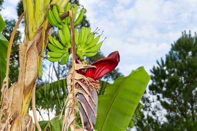 Cultivo de bananas orgânicas