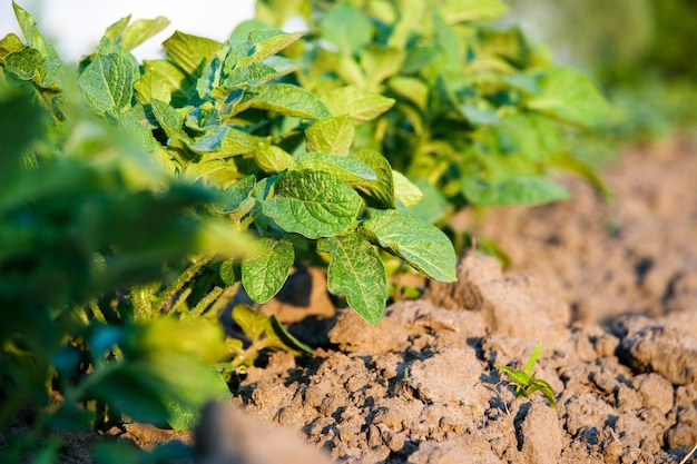 Cultivo de batata no campo cultivando vegetais em seu jardim no verão