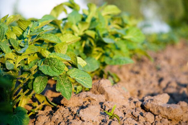 Cultivo de batata no campo cultivando vegetais em seu jardim no verão