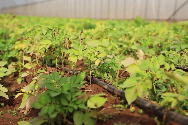 Foto cultivo de batatas em estufa com sistema de irrigação por gotejamento