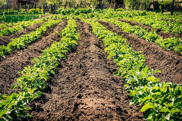 Cultivo de batatas, horta