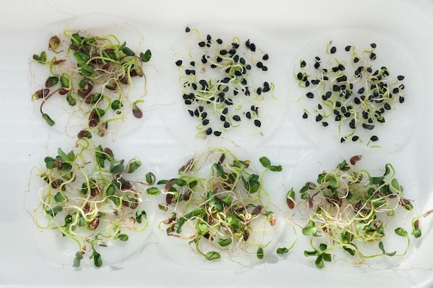 Foto cultivo de brotos de cebola e de linho em casa ou em microgreens de laboratório