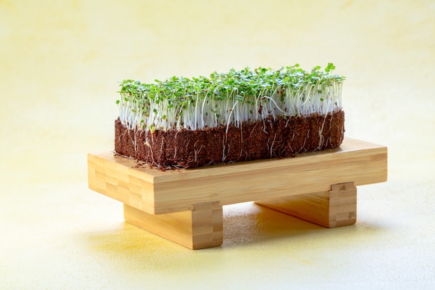 Cultivo de brotos de rúcula microgreen com solo em vaso em um suporte de madeira Conceito de nutrição saudável