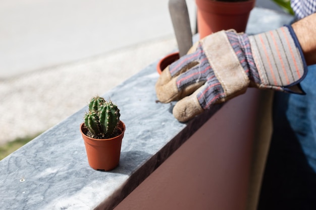 Cultivo de cacto de flores em casa na varanda