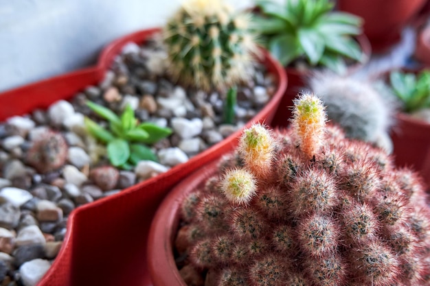 Cultivo de cactos em casa Cactos domésticos pequenos em close-up