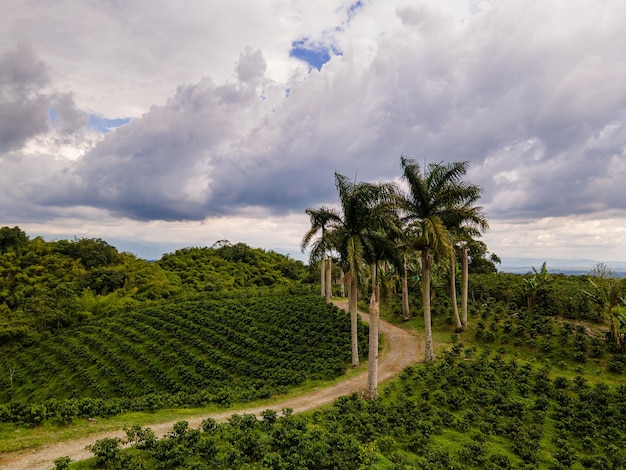 Cultivo de café entre as montanhas e palmeiras do Quindo Café