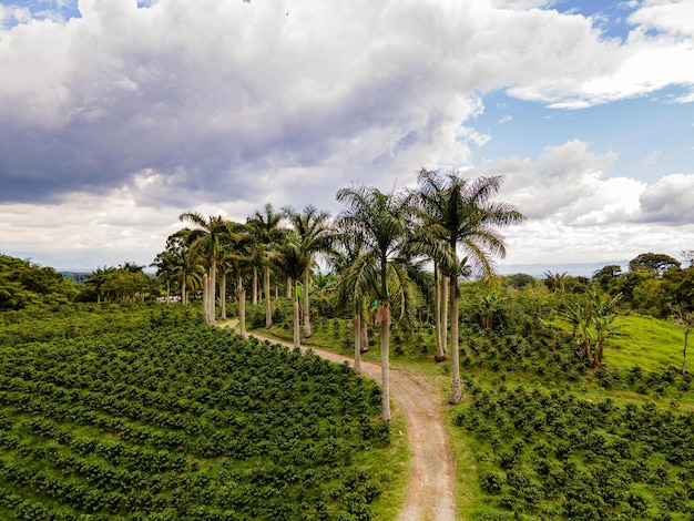 Foto cultivo de café entre las montaas y palmas del quindo