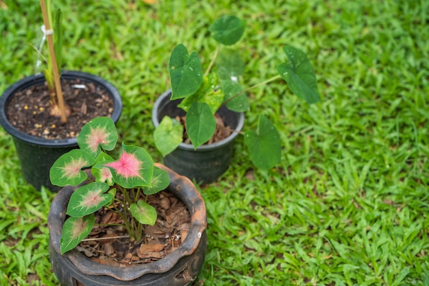 Cultivo de Caladium bicolor em vaso