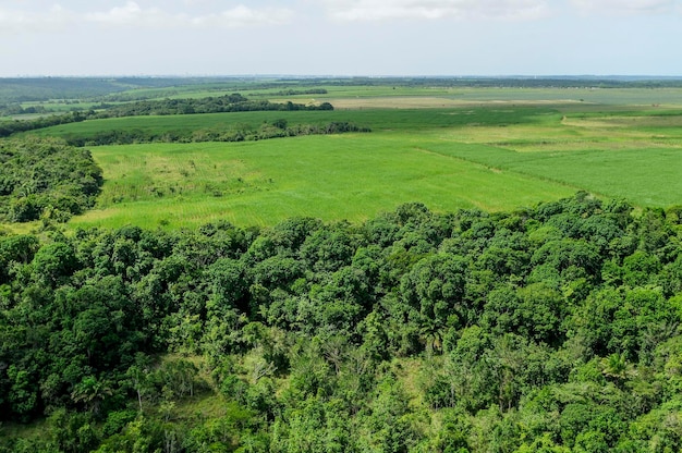 Cultivo de cana-de-açúcar avançando sobre remanescentes de mata atlântica joão pessoa paraíba brasil