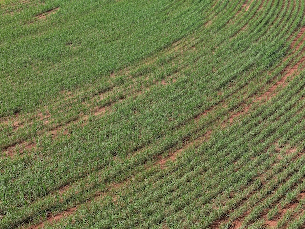 Cultivo de cana-de-açúcar em campo