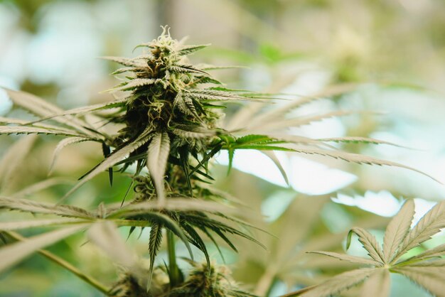 Cultivo de cannabis indica maconha deixa cânhamo CBD maconha vegetação plantas fundo cultivo verde cannabis vista superior