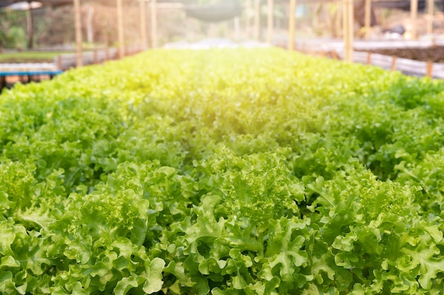 Cultivo de carvalho verde hidropônico em viveiro de plantas, vegetais orgânicos.