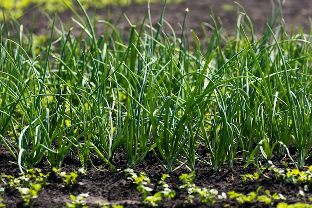 Cultivo de cebola no jardim