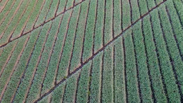 Cultivo de cebola, padrão de ranhura