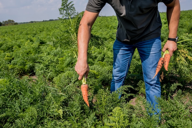 Cultivo de cenouras orgânicas. Cenouras nas mãos de um fazendeiro. Cenouras recém-colhidas. Colheita de outono. Agricultura.