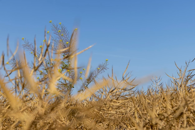 Cultivo de colza na agricultura