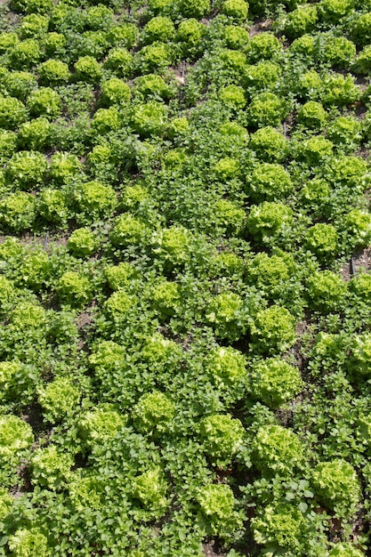 Cultivo de culturas agrícolas germinadas em campo de primavera