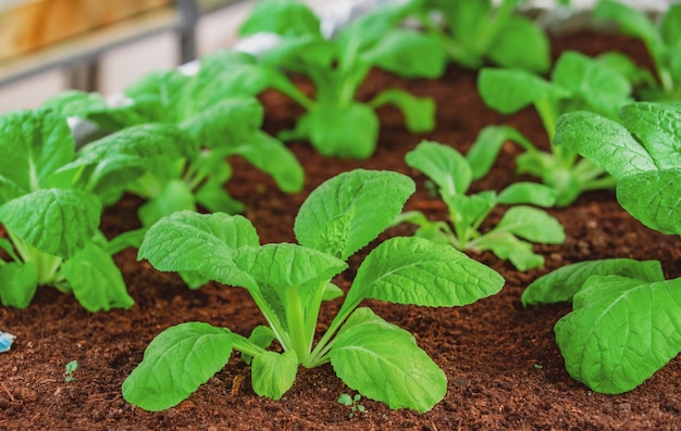 Cultivo de culturas Legumes e verduras orgânicas Conceito de jardinagem