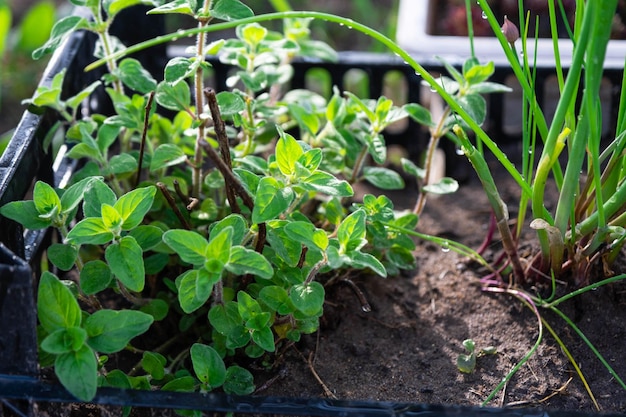 Cultivo de ervas ecológicas no jardim cebola hortelã tomilho