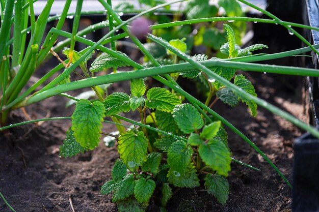 Cultivo de ervas ecológicas no jardim cebola hortelã tomilho