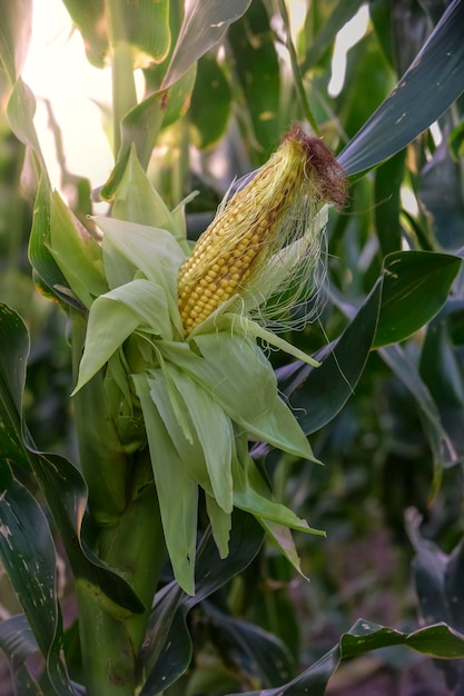 Cultivo de espigas de milho na planta Província de Buenos Aires, Argentina