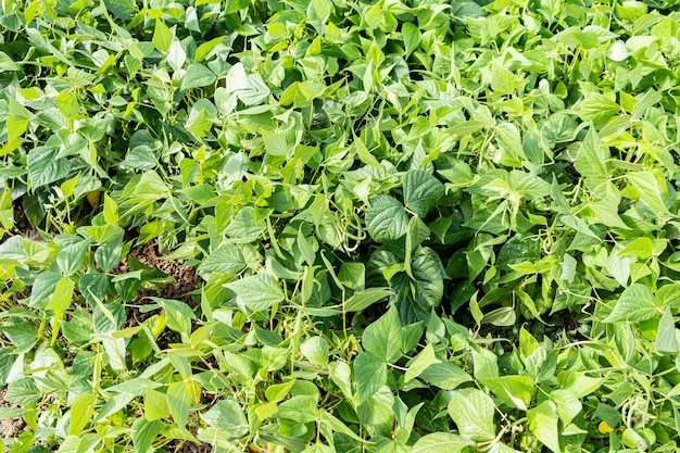 Cultivo de feijão verde em um jardim de permacultura no verão