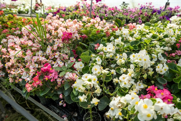 Cultivo de flores crescendo dentro de um viveiro de estufa. cuide das plantas