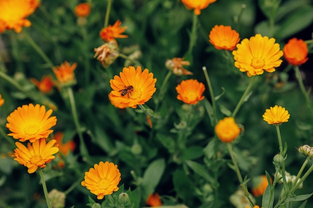 cultivo de flores de calêndula