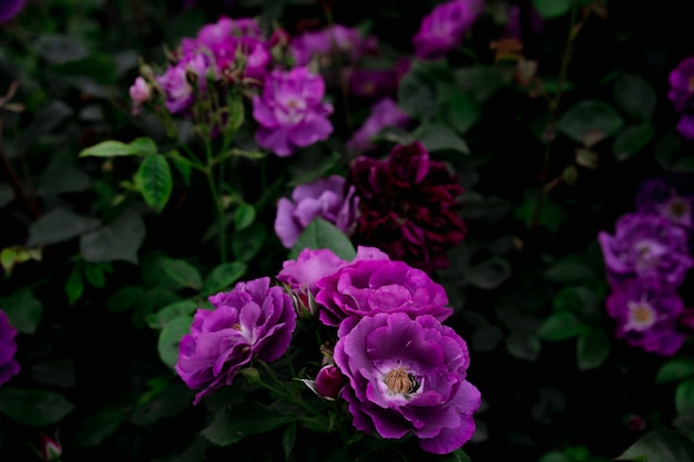 Foto cultivo de flores de rosas roxas