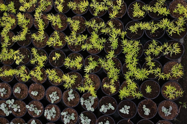 Cultivo de flores em estufa Vista superior de plantas jovens em vasos em estufa Sistema de irrigação por gotejamento