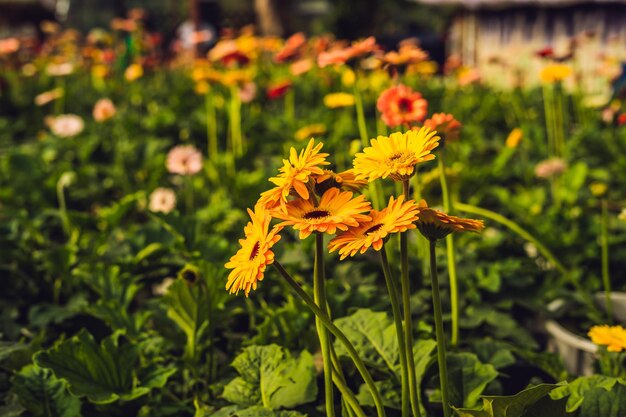 Cultivo de flores em estufas. uma estufa com gerberes. margarida floresce plantas em estufa