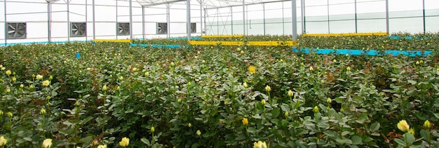 Cultivo de flores em estufas