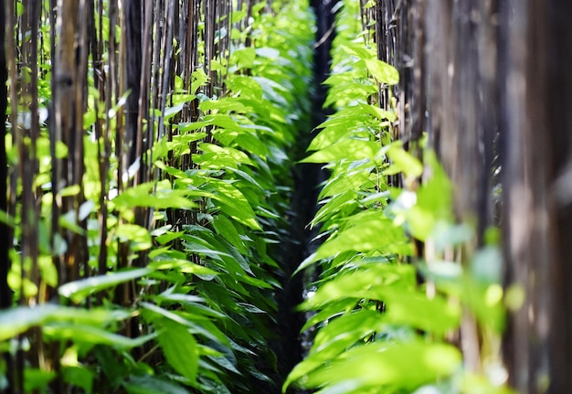 cultivo de folha de betel