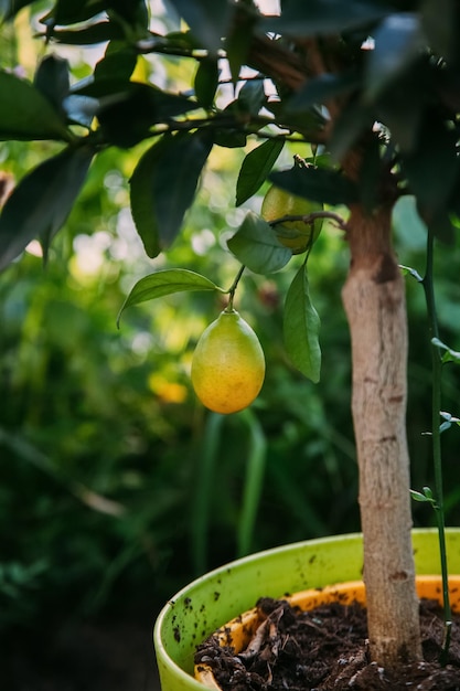 Cultivo de frutas jardinagem doméstica fazenda natural