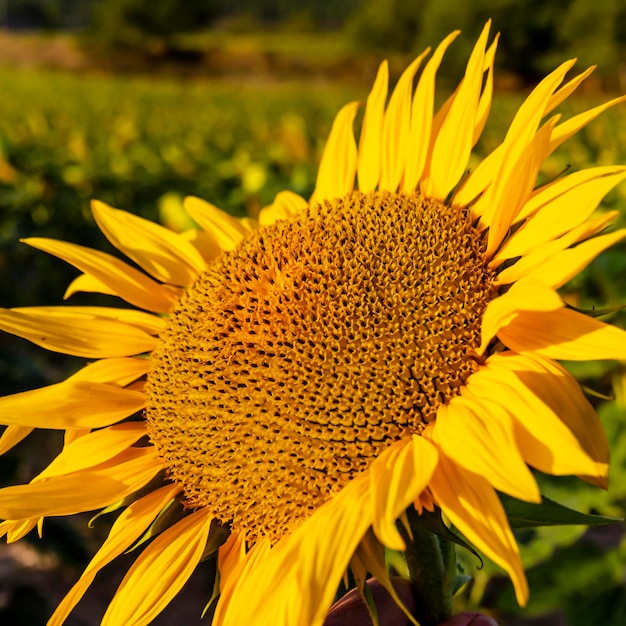 Cultivo de girassol ao nascer do sol nas montanhas de alicante