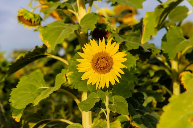 Cultivo de girassol ao nascer do sol nas montanhas de Alicante