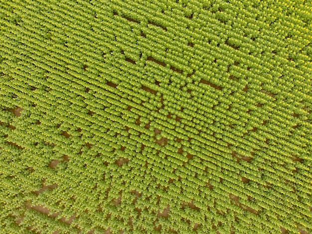 Cultivo de girassol Vista aérea na região dos pampas Argentina