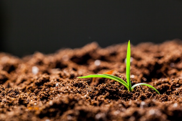 Cultivo de jovens mudas de milho verde brota no campo agrícola agrícola cultivada