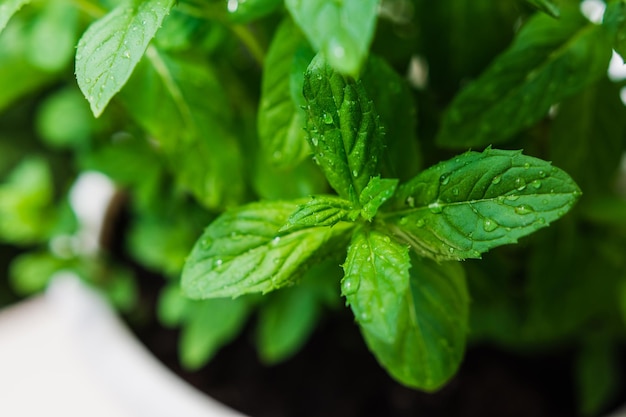 Cultivo de manjericão em casa Plantas de perto