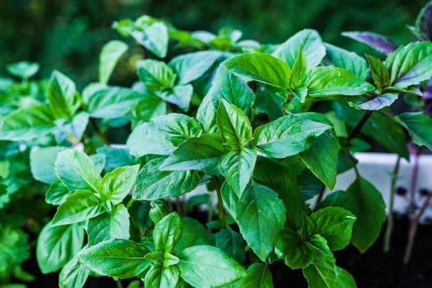 Cultivo de manjericão em casa Plantas de perto