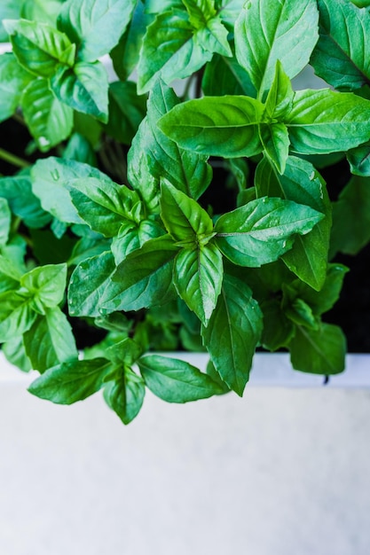 Cultivo de manjericão em casa plantas de perto