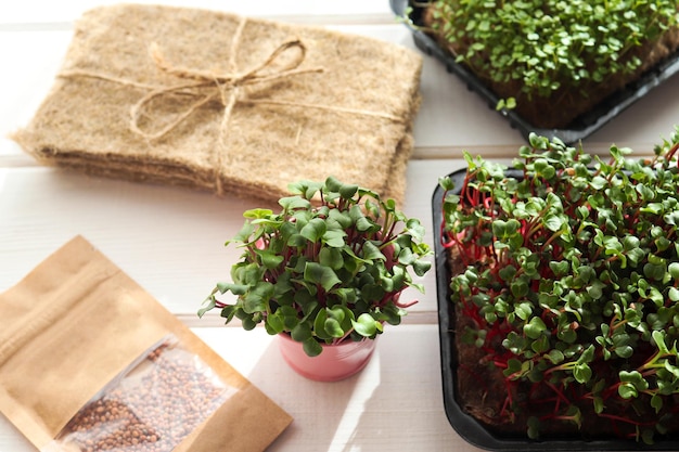 Cultivo de microgreens em casa Sementes de microgreens de rabanete vermelho e ferramentas de jardinagem na mesa