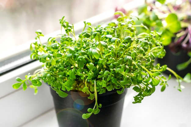 Cultivo de microgreens na janela Jovens brotos crus de rabanetes e agrião em vasos