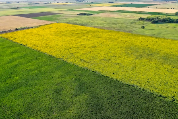 Cultivo de milho e girassol Província de Buenos Aires Argentina