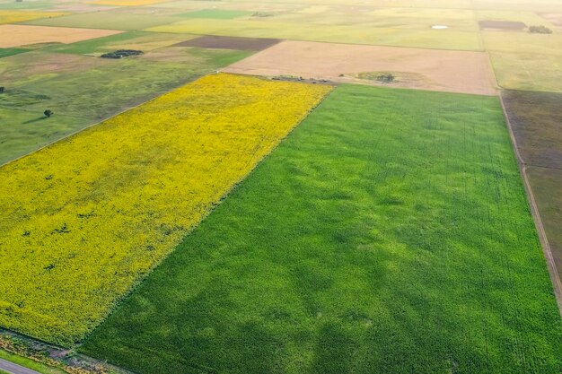 Cultivo de milho e girassol Província de Buenos Aires Argentina